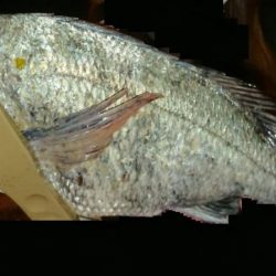 残りメバルを探してデカメバル